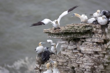Kuzey Yorkshire kıyısındaki Bempton Kayalıkları 'ndaki sümsük kuşu kolonisi.
