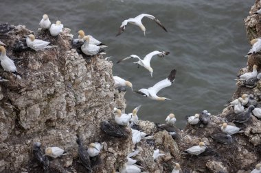 Kuzey Yorkshire kıyısındaki Bempton Kayalıkları 'ndaki sümsük kuşu kolonisi.