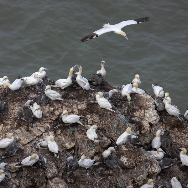 Gannet colony - Bempton Cliffs on the North Yorkshire coast - Un — Stock Photo, Image