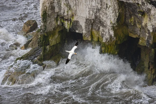 Gannet repülés közben - Bempton sziklák Észak-Yorkshire partjainál - — Stock Fotó