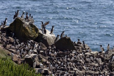 Guillemots Kolonisi - Lunga Adası - İskoçya