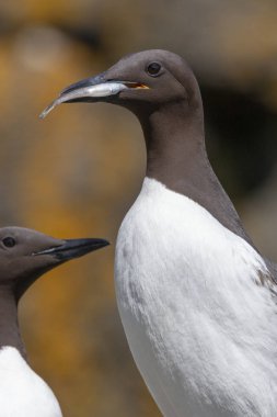 Guillemots - Lunga Adası - İskoçya
