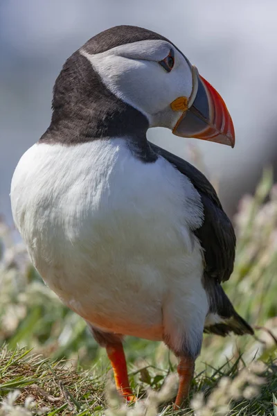 Papageitaucher - Insel Lunga - Schottland — Stockfoto