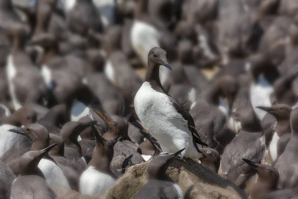 Guillemots kolónia - Lunga-sziget - Skócia — Stock Fotó