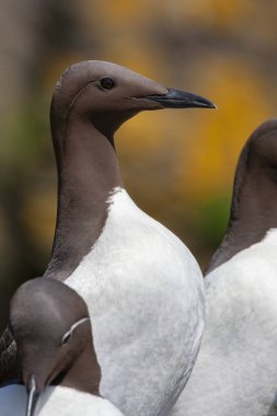 Guillemots - Lunga Adası - İskoçya