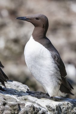 Guillemot - Lunga Adası - İskoçya
