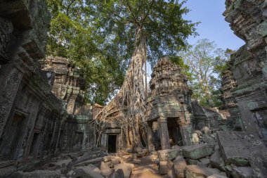 Ta Prohm 'un kalıntıları - Angkor Wat - Kamboçya