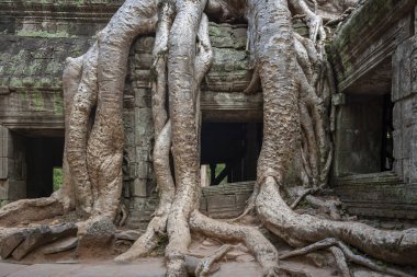 Ta Prohm 'un kalıntıları - Angkor Wat - Kamboçya