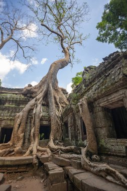 Ta Prohm 'un kalıntıları - Angkor Wat - Kamboçya