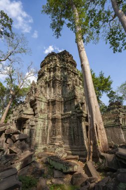 Ta Prohm 'un kalıntıları - Angkor Wat - Kamboçya
