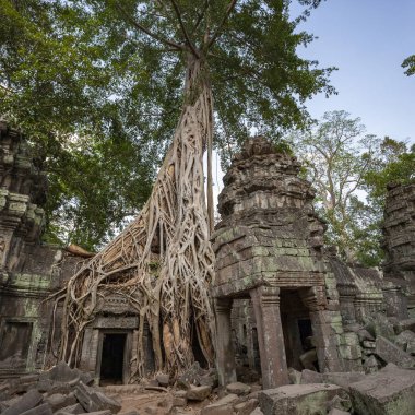 Ta Prohm 'un kalıntıları - Angkor Wat - Kamboçya