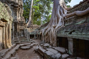 Ta Prohm 'un kalıntıları - Angkor Wat - Kamboçya