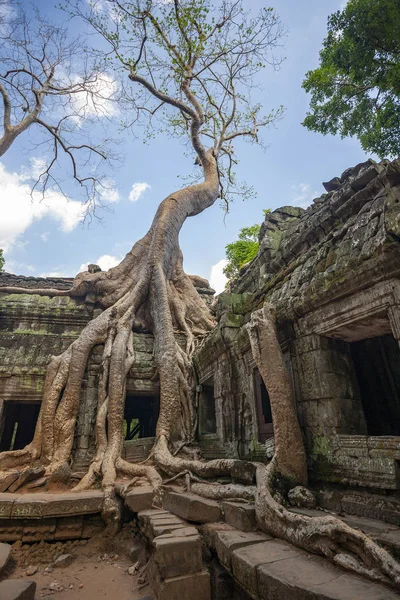 Rovine di Ta Prohm - Angkor Wat - Cambogia — Foto Stock