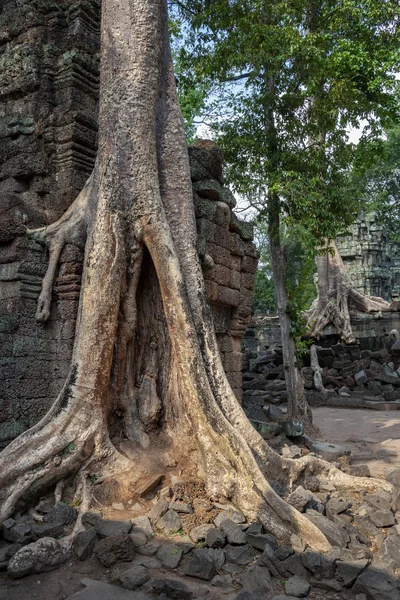 Ta Prohm 'un kalıntıları - Angkor Wat - Kamboçya — Stok fotoğraf