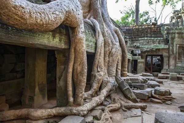 Ta Prohm 'un kalıntıları - Angkor Wat - Kamboçya — Stok fotoğraf