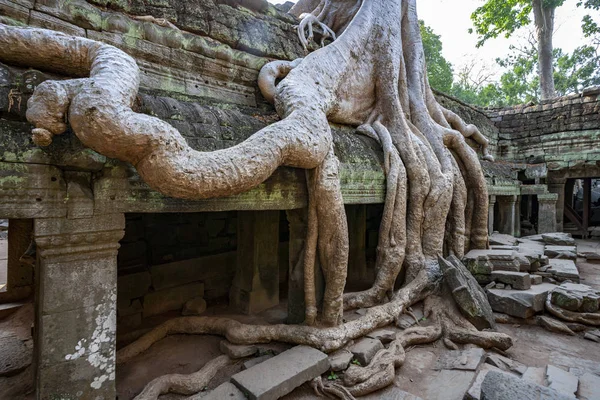 Ruínas de Ta Prohm - Angkor Wat - Camboja — Fotografia de Stock