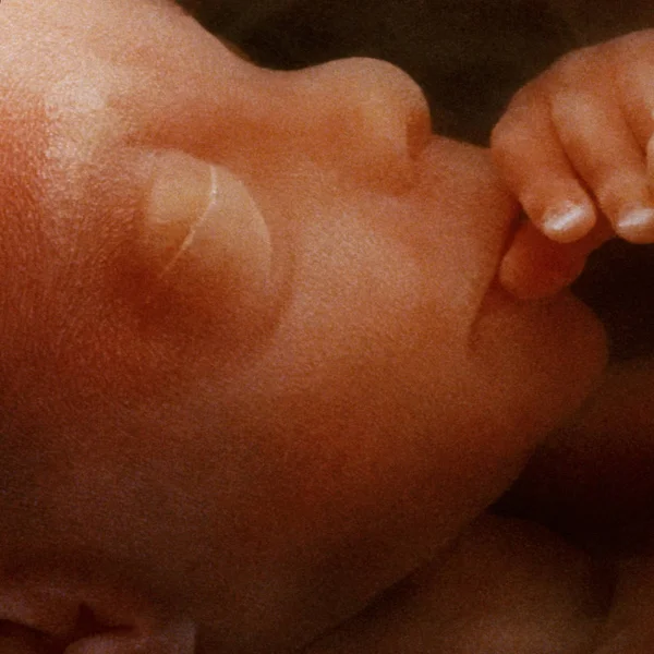 Image in vitro d'un fœtus humain dans l'utérus — Photo