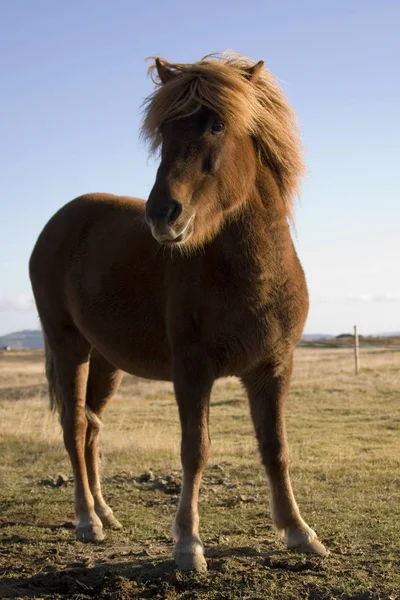 Cavalo Islandês de raça pura perto de Hofn, no sudoeste da Islândia — Fotografia de Stock