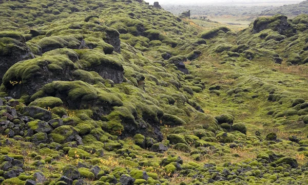 Moss borított láva egy évszázados vulkánkitörés - Izland — Stock Fotó