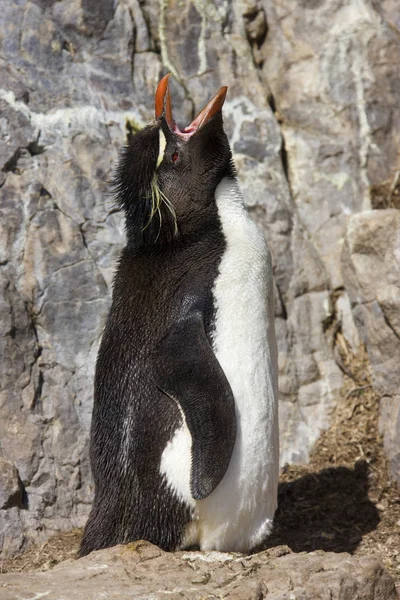 卵石岛上的Rockhopper Penguin -福克兰群岛 — 图库照片