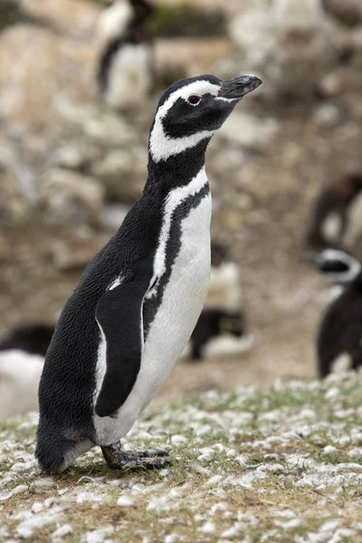 Pinguim-de-magalhães - Ilhas Malvinas — Fotografia de Stock