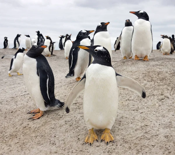 Gentoo Penguins koloni - Falklandsöarna — Stockfoto