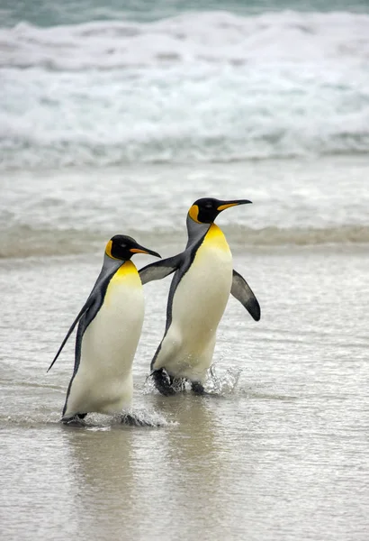 Král tučňáci - Falklandské ostrovy — Stock fotografie