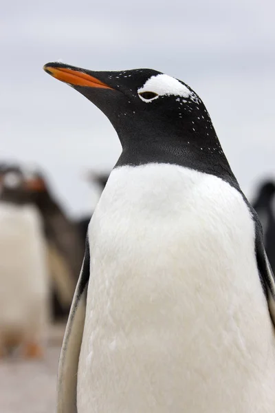 Pingwin białobrewy - Funt Wysp Falklandzkich — Zdjęcie stockowe