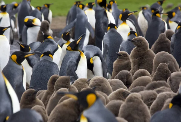 Αποικία King Penguin - Νήσοι Φώκλαντ — Φωτογραφία Αρχείου