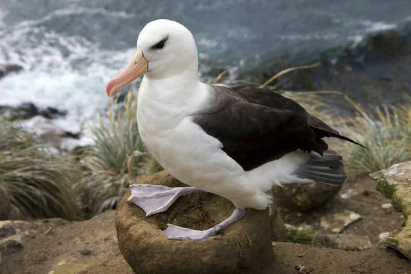 Dolmányos albatrosz - Falkland-szigetek — Stock Fotó