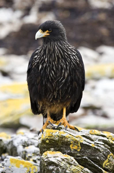 Gestreiftes Caracara - Falklandinseln — Stockfoto