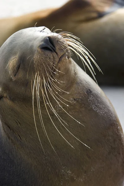 Leone marino delle Galapagos - Isole Galapagos — Foto Stock