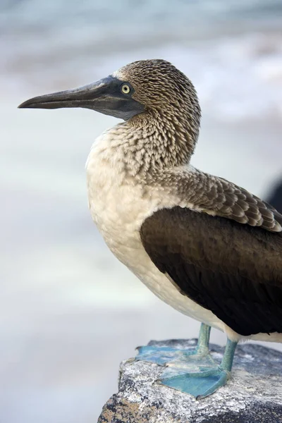 Blue Footed Booby su Espanola nelle Isole Galapagos — Foto Stock