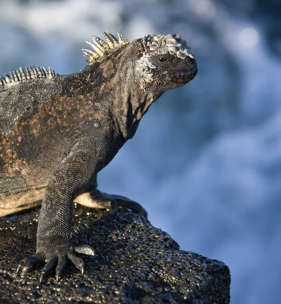 Iguana marinha - Ilhas Galápagos — Fotografia de Stock