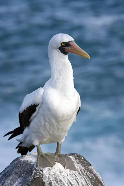 Nazca Booby-Espanola-Galapagos群岛 — 图库照片