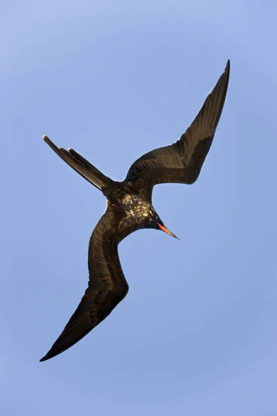 A nagy fregattmadár repülés közben - Galapagos-szigetek — Stock Fotó