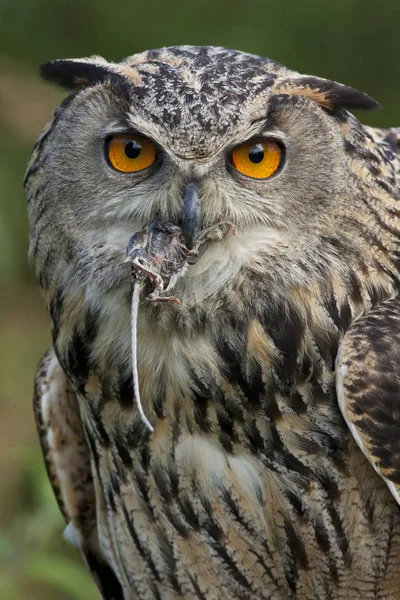 European Eagle Owl eating a field mouse - Scottish Highlands — Stock Photo, Image