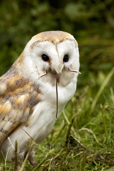 Barn Owl eating a field mouse - North Yorkshire - United Kingdom — Stock Photo, Image