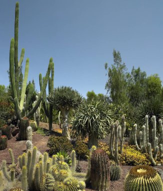 Fuerteventura adasındaki kaktüs bahçesi.
