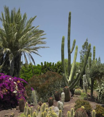 Fuerteventura adasındaki kaktüs bahçesi.