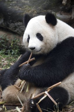 Chengdu Panda Araştırma İstasyonunda Panda - Chengdu - Çin