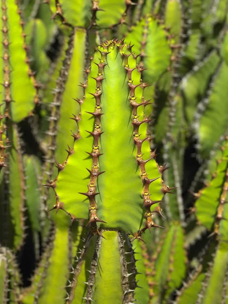 Cactus creciendo en la isla de Fuerteventura — Foto de Stock