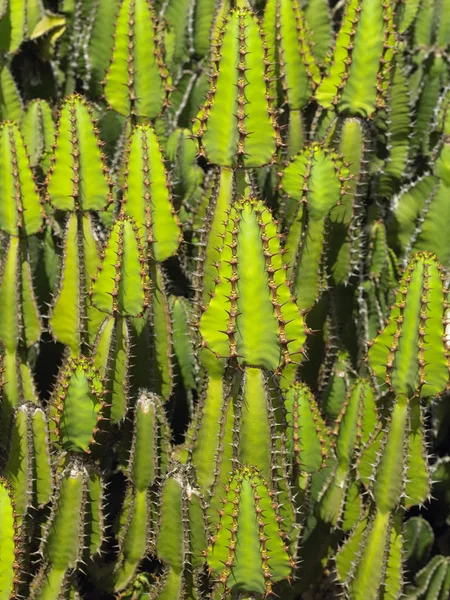 Cactus creciendo en la isla de Fuerteventura — Foto de Stock