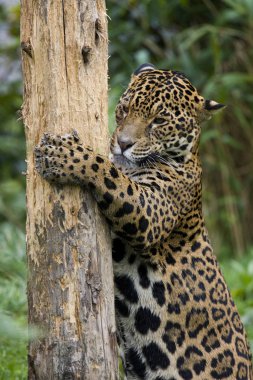 Brezilya 'da kazı kazan kullanan bir jaguar