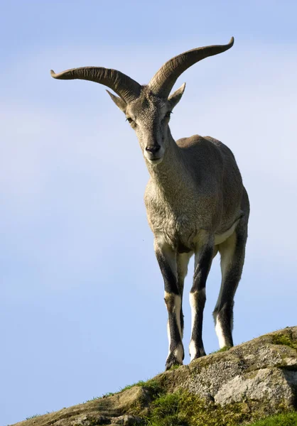 Bharal - Himalayan Blue Sheep - Central Asia — Stock Photo, Image