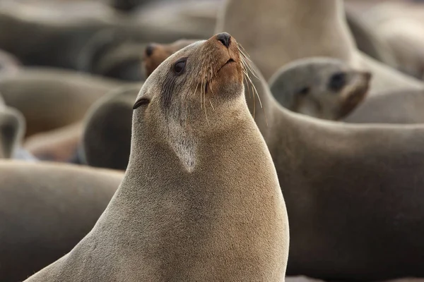 Cape Fur Seal nella Colonia di Cape Cross Seal sulla costa di Nami — Foto Stock