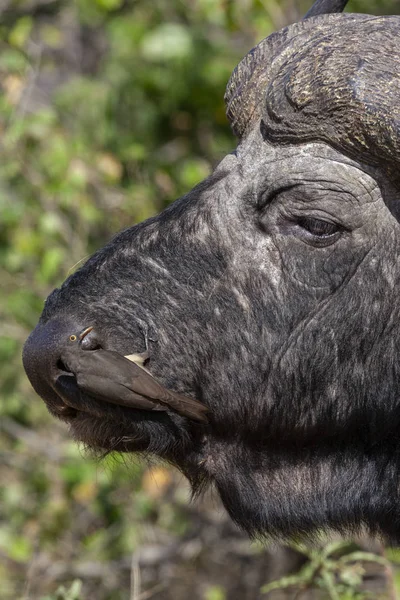 Pic à bec rouge sur un Buffalo - Botswana - Afrique — Photo