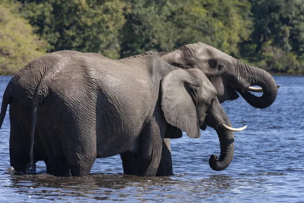 African Elephants - Botswana - Africa — Stock Photo, Image