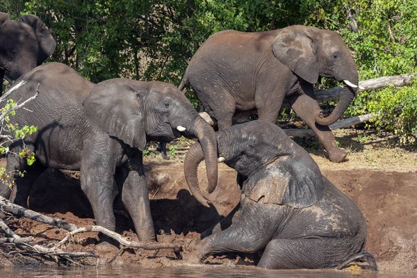 Afrikanische Elefanten - botswana - afrika — Stockfoto