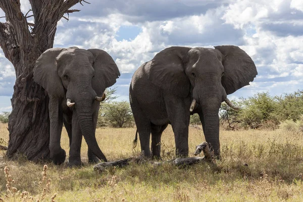 アフリカゾウ-ボツワナ-アフリカ — ストック写真